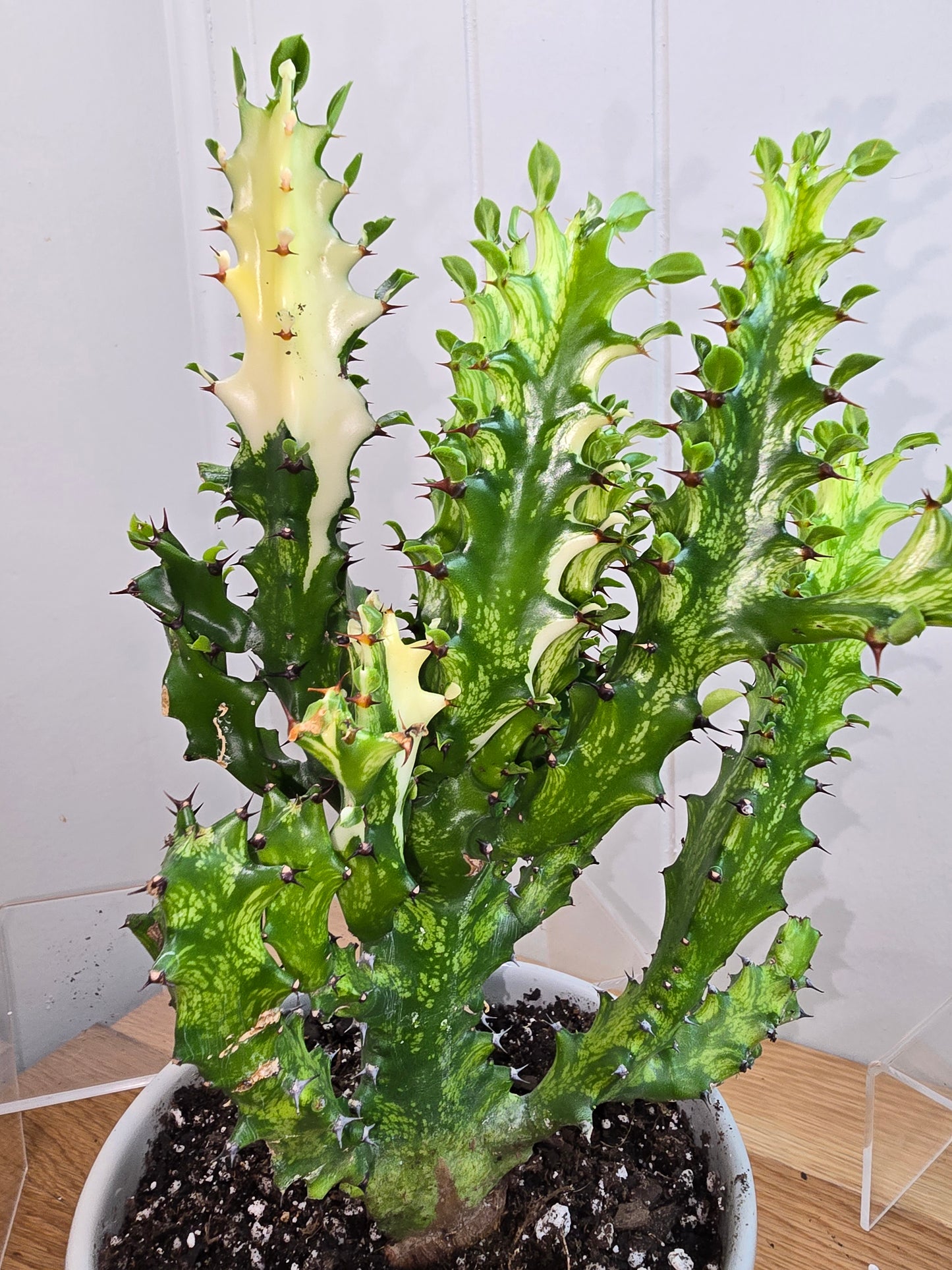 Euphorbia Trigona Variegated 'Mint Cream' - African Milk Tree 10" Tall - Bare Root