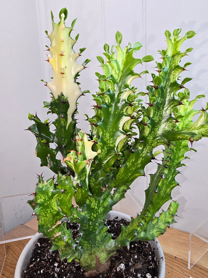 Euphorbia Trigona Variegated 'Mint Cream' - African Milk Tree 10" Tall - Bare Root