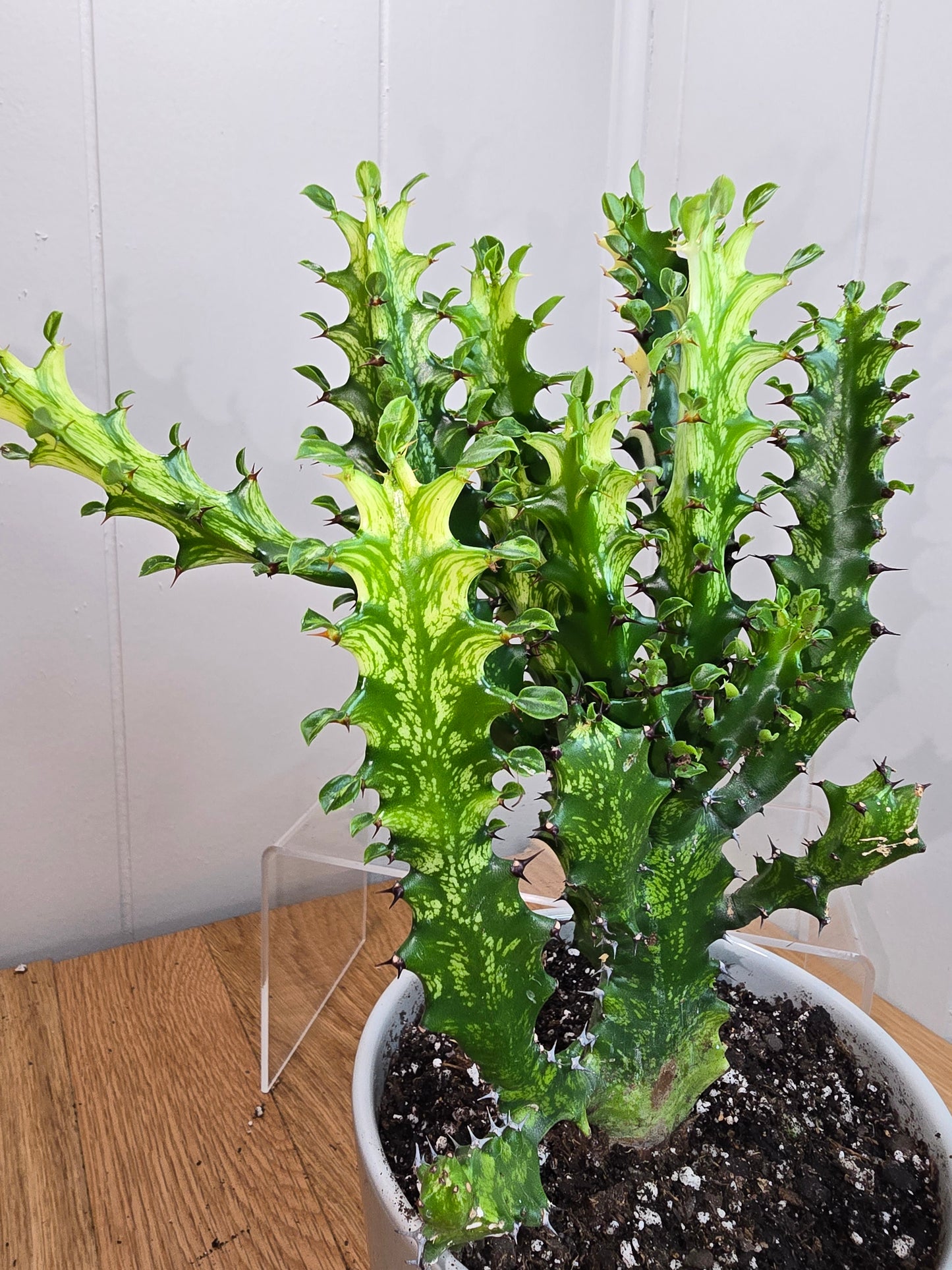Euphorbia Trigona Variegated 'Mint Cream' - African Milk Tree 10" Tall - Bare Root
