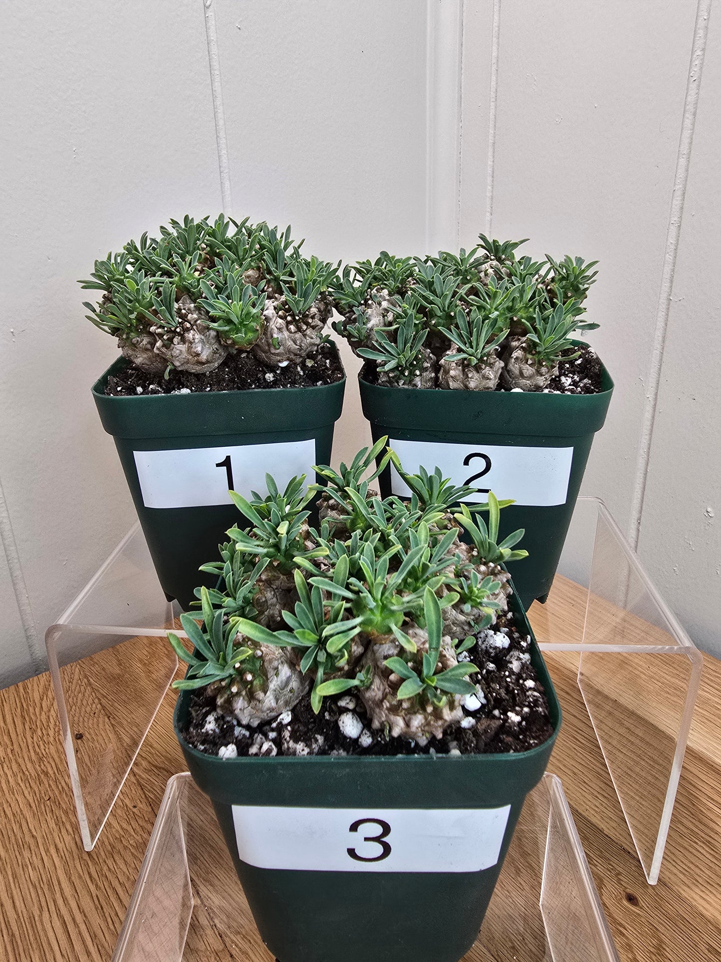 Euphorbia Japonica Cluster | RARE Plant | Live Euphorbia Cluster | Three Options