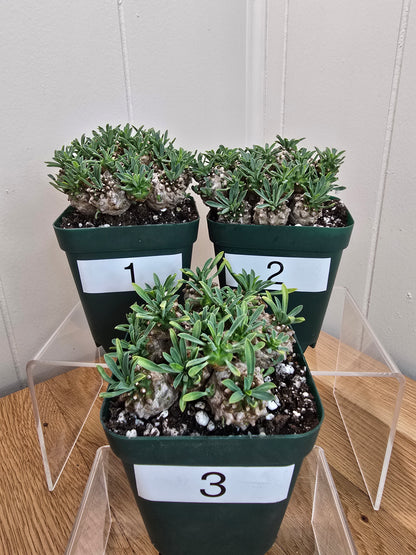 Euphorbia Japonica Cluster | RARE Plant | Live Euphorbia Cluster | Three Options