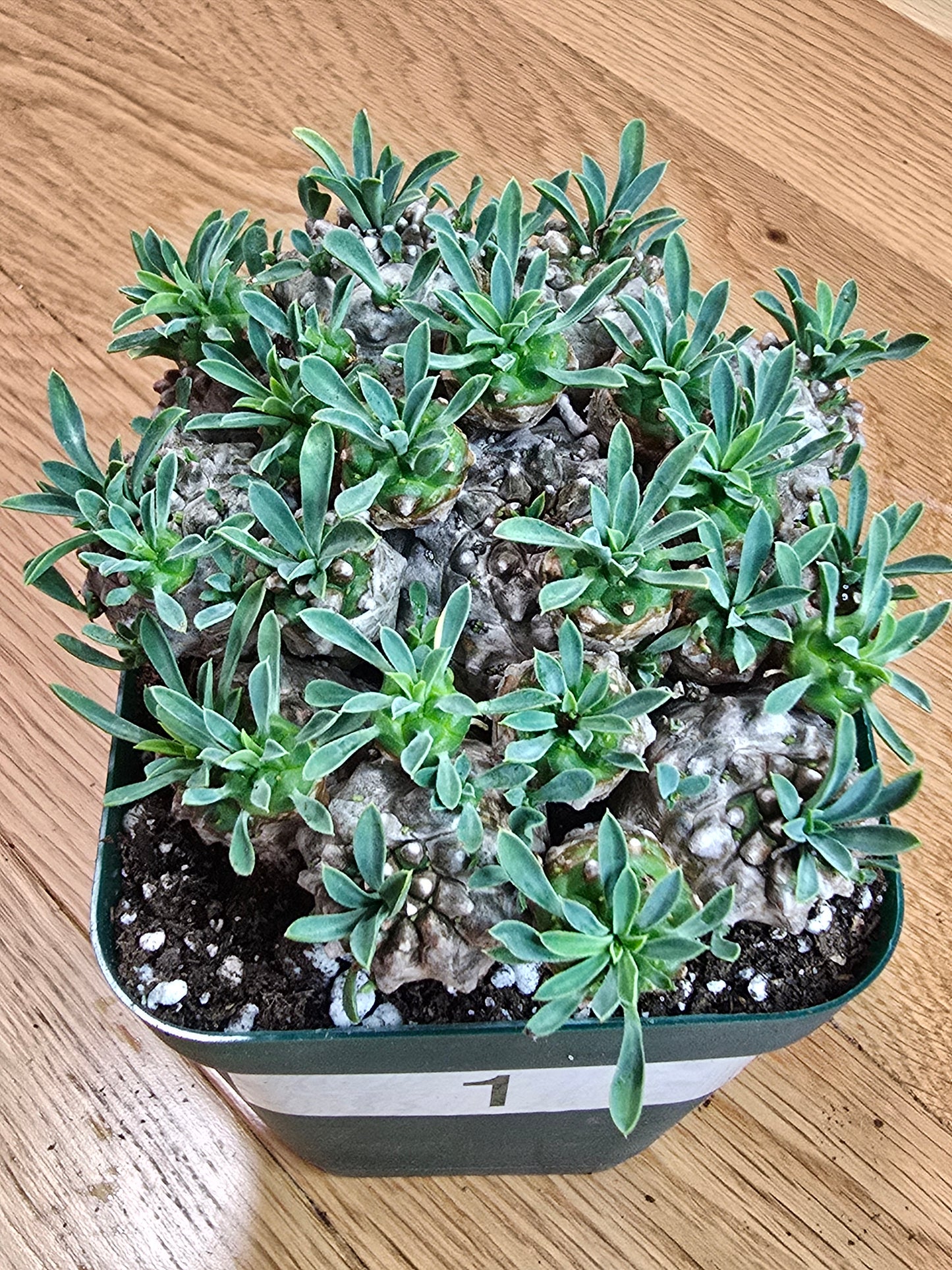 Euphorbia Japonica Cluster | RARE Plant | Live Euphorbia Cluster | Three Options