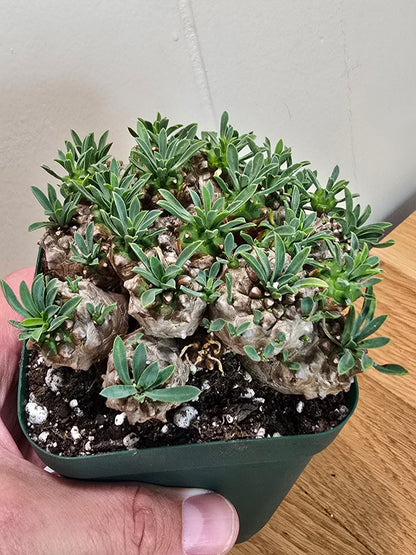 Euphorbia Japonica Cluster | RARE Plant | Live Euphorbia Cluster | Three Options
