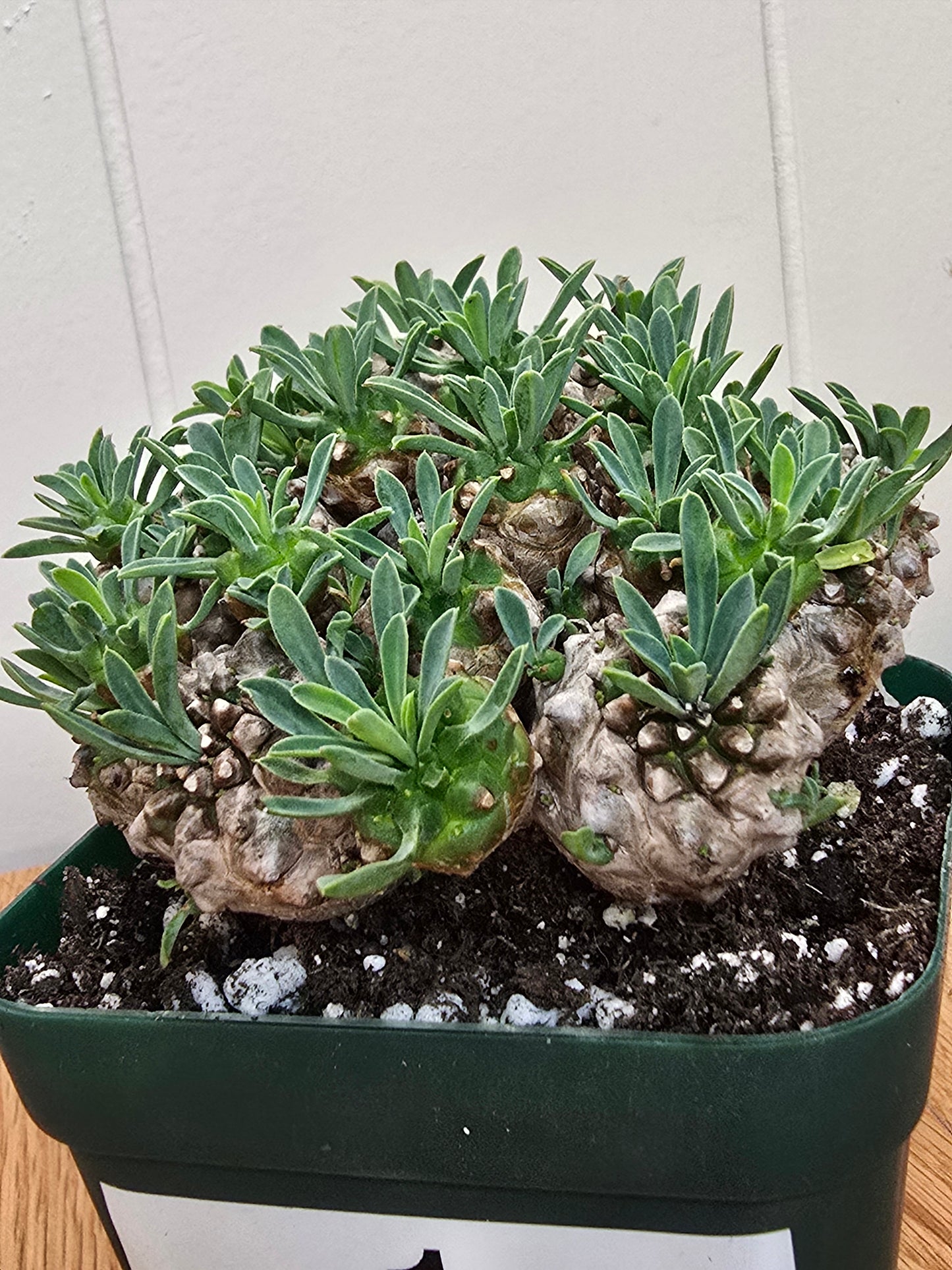Euphorbia Japonica Cluster | RARE Plant | Live Euphorbia Cluster | Three Options