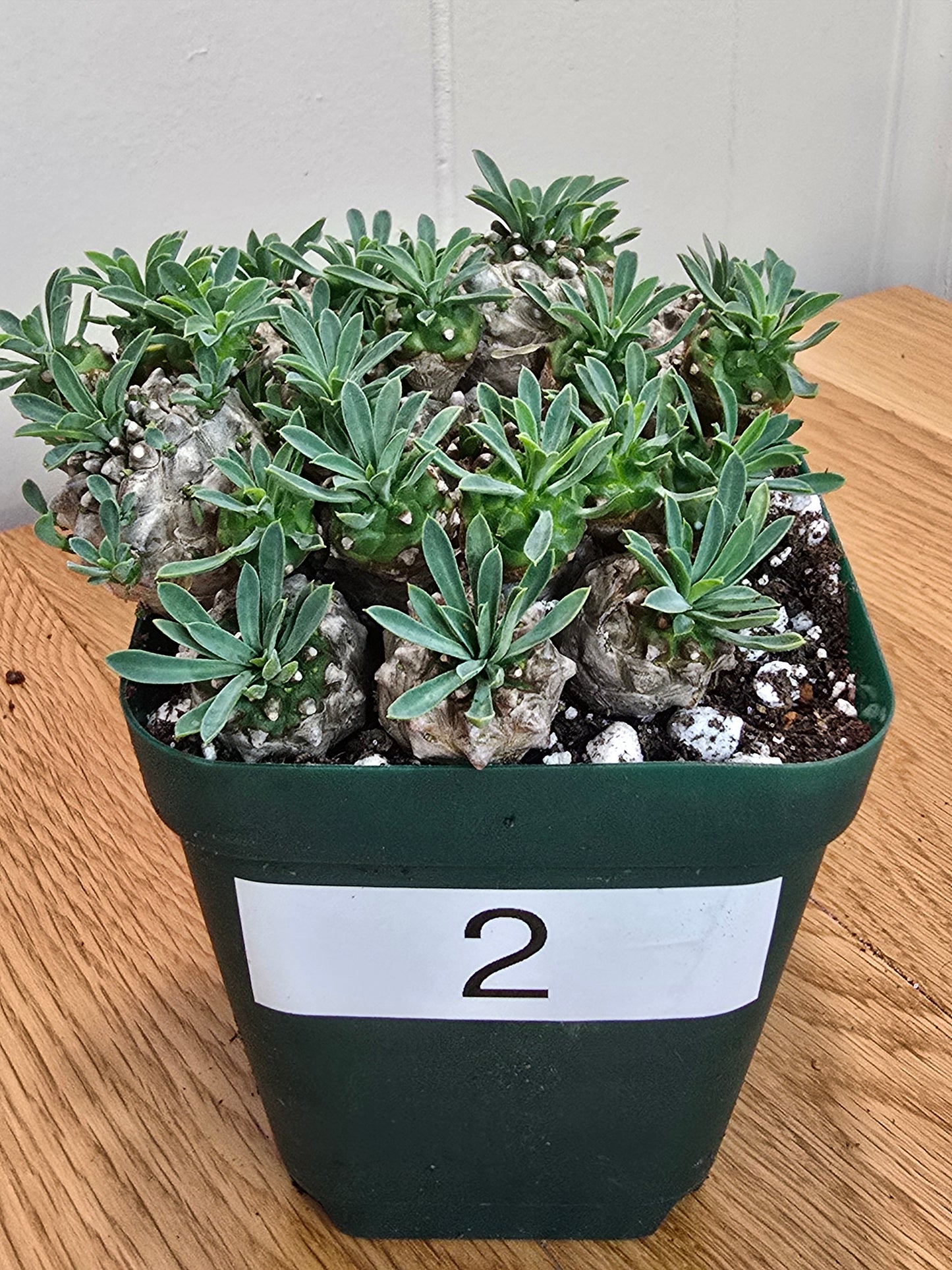 Euphorbia Japonica Cluster | RARE Plant | Live Euphorbia Cluster | Three Options