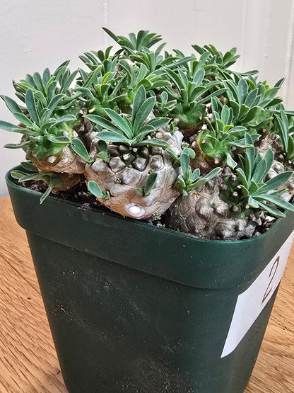 Euphorbia Japonica Cluster | RARE Plant | Live Euphorbia Cluster | Three Options
