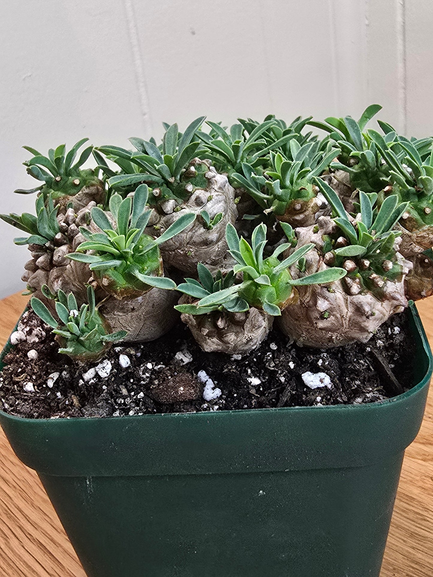 Euphorbia Japonica Cluster | RARE Plant | Live Euphorbia Cluster | Three Options