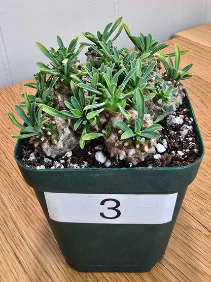 Euphorbia Japonica Cluster | RARE Plant | Live Euphorbia Cluster | Three Options