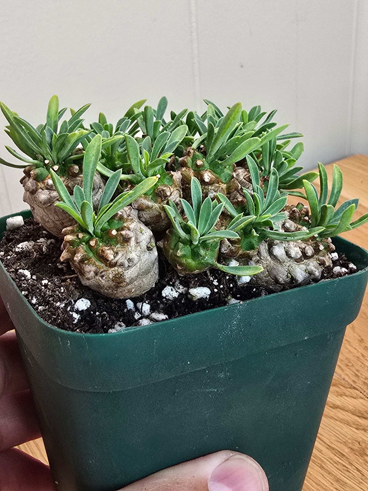 Euphorbia Japonica Cluster | RARE Plant | Live Euphorbia Cluster | Three Options