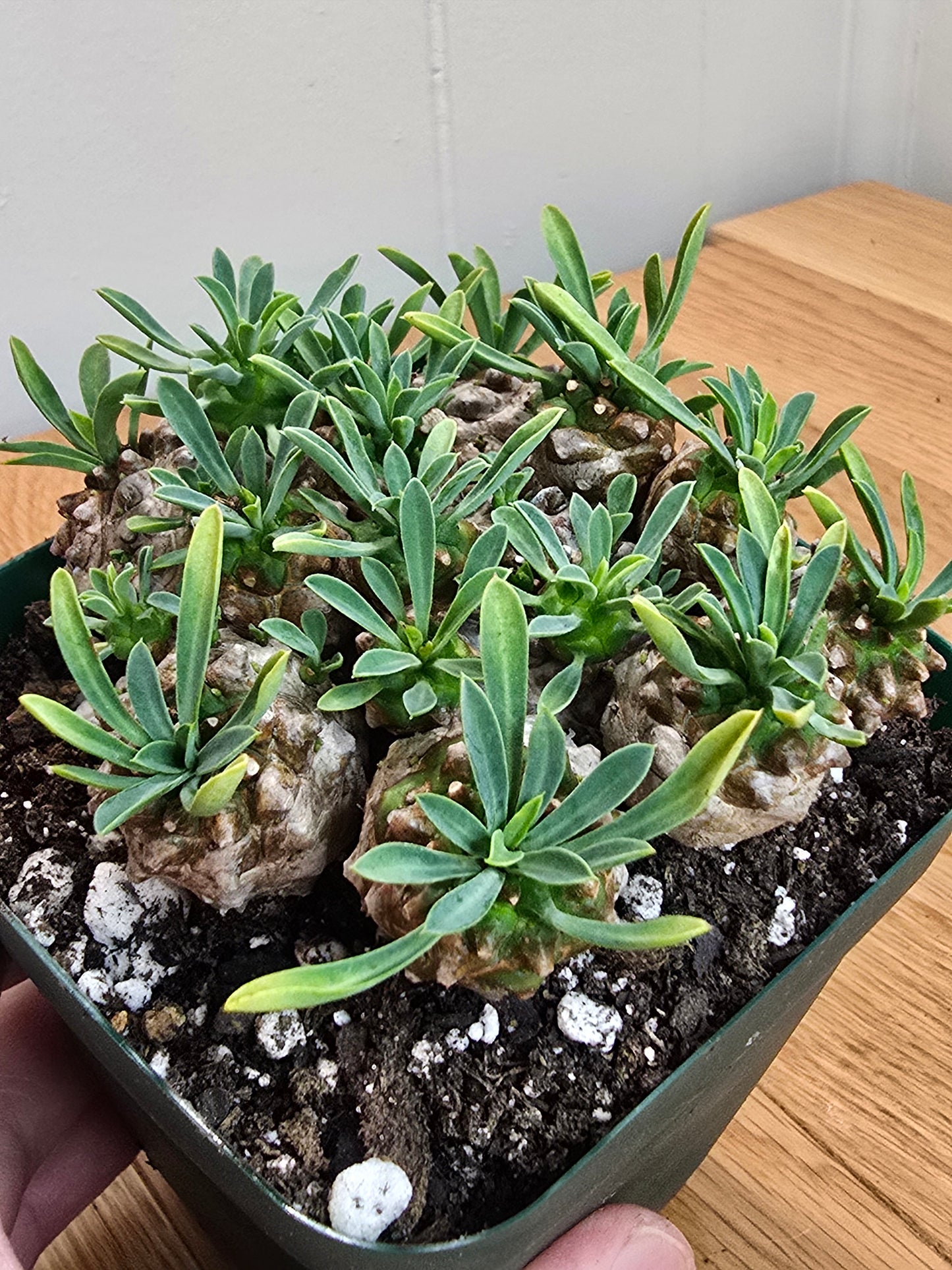 Euphorbia Japonica Cluster | RARE Plant | Live Euphorbia Cluster | Three Options