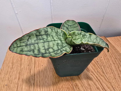 Sansevieria ‘Silver Blue Kirkii – RARE Snake Plant, Fully Rooted in 4" Pot