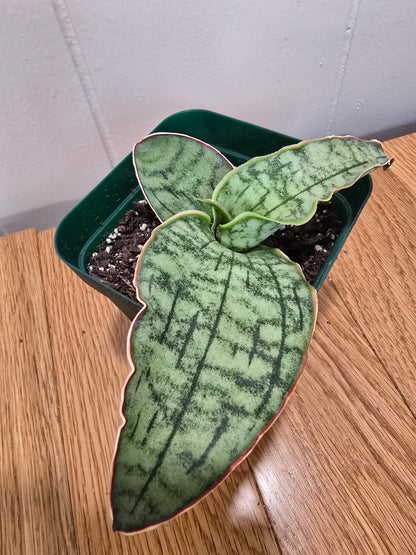 Sansevieria ‘Silver Blue Kirkii – RARE Snake Plant, Fully Rooted in 4" Pot