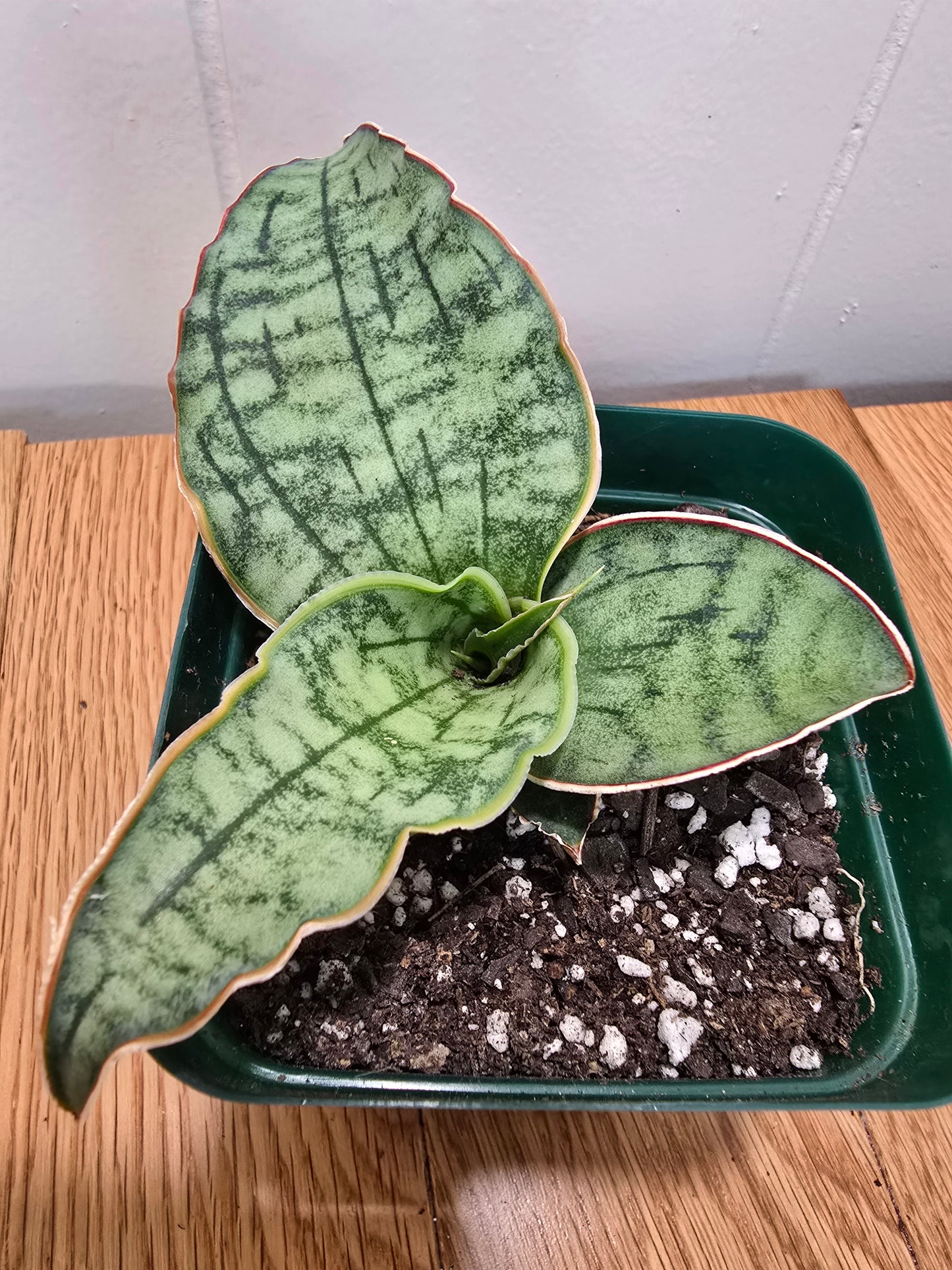 Sansevieria ‘Silver Blue Kirkii – RARE Snake Plant, Fully Rooted in 4" Pot