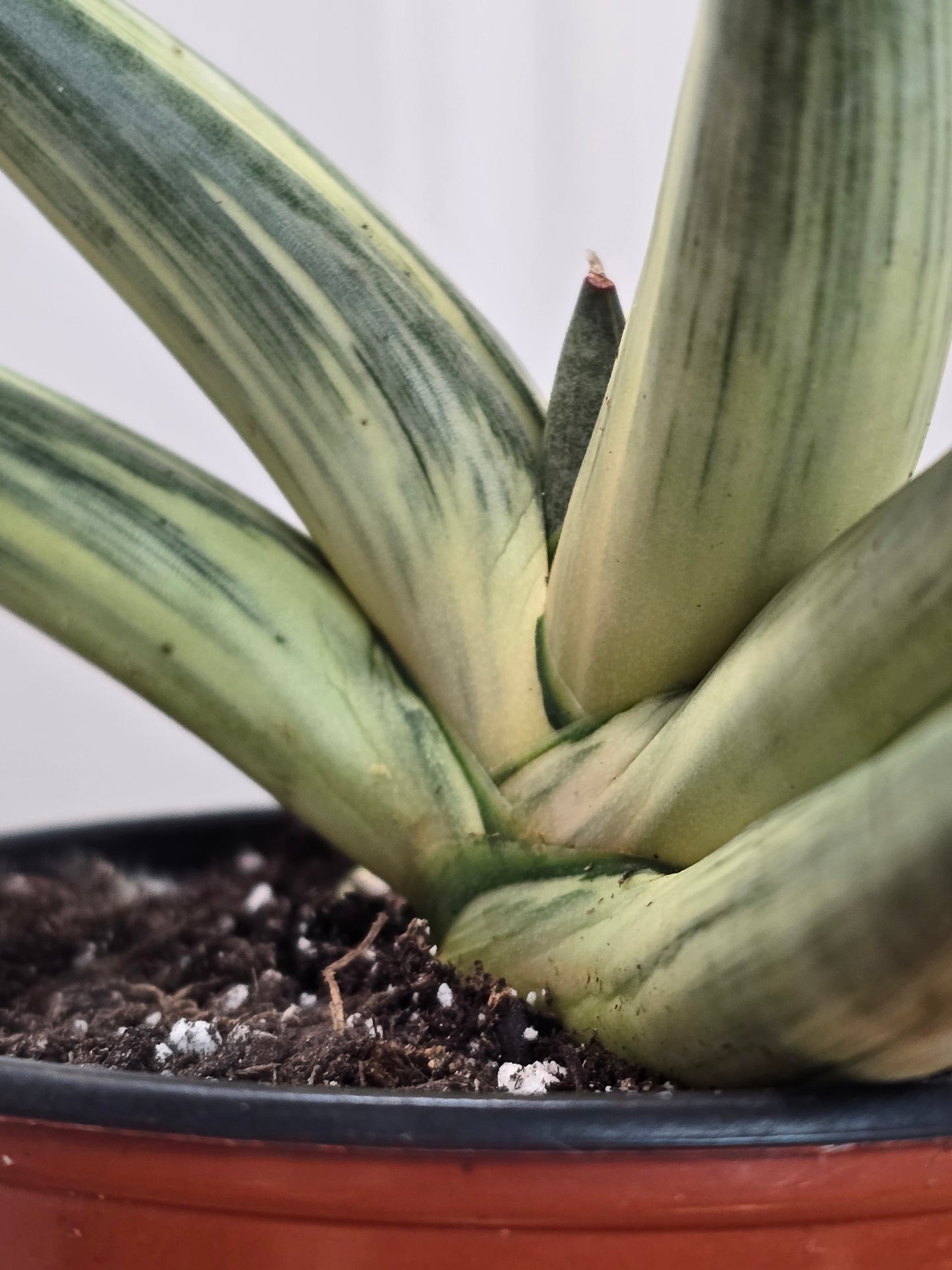 RARE Sansevieria Boncel Variegated Curved Inward | Live Plant in 4" Pot with Pup