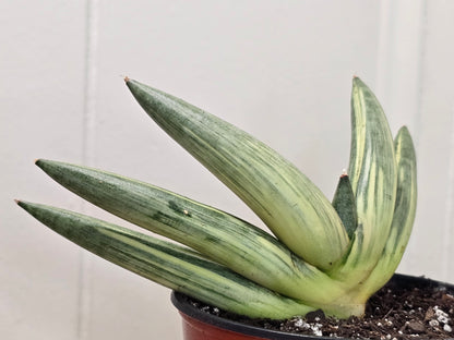 RARE Sansevieria Boncel Variegated Curved Inward | Live Plant in 4" Pot with Pup