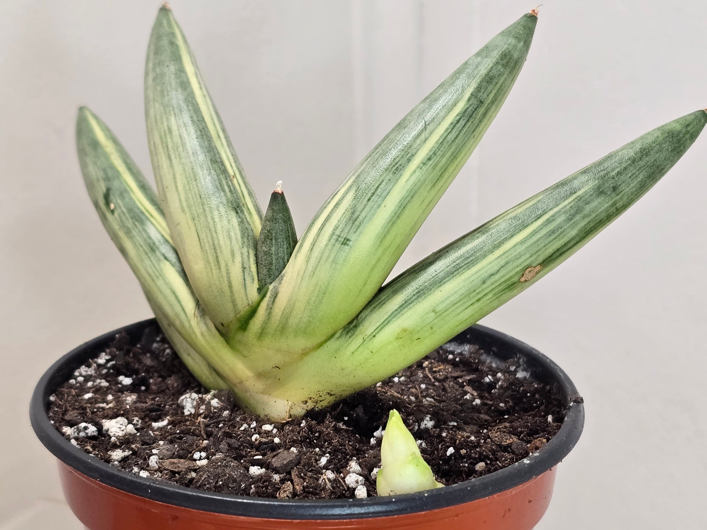 RARE Sansevieria Boncel Variegated Curved Inward | Live Plant in 4" Pot with Pup