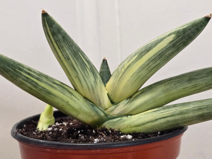 RARE Sansevieria Boncel Variegated Curved Inward | Live Plant in 4" Pot with Pup