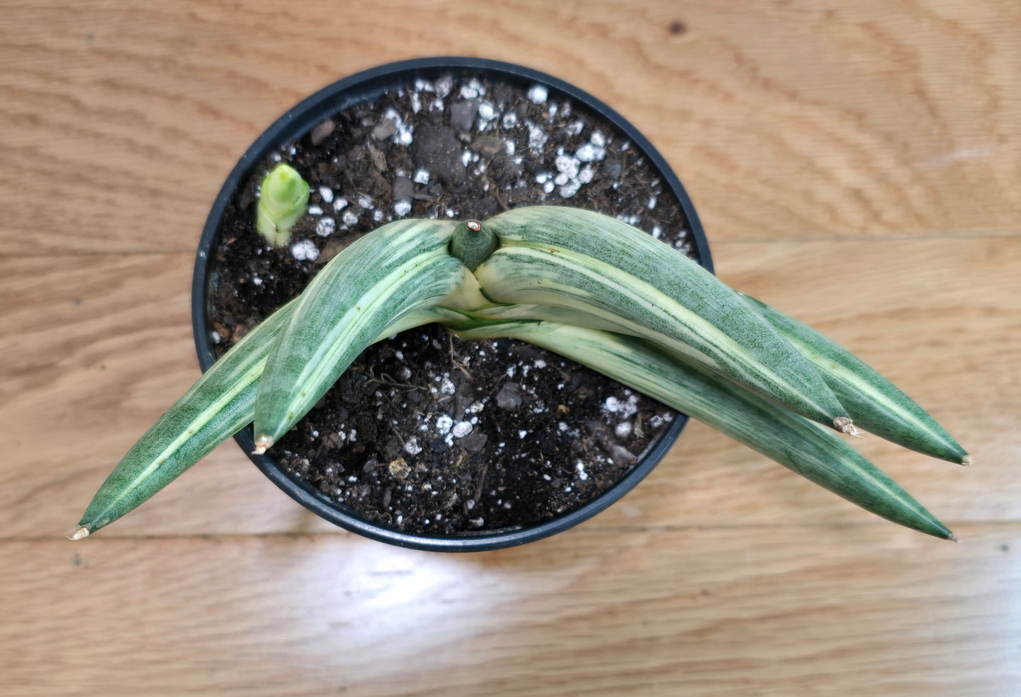 RARE Sansevieria Boncel Variegated Curved Inward | Live Plant in 4" Pot with Pup