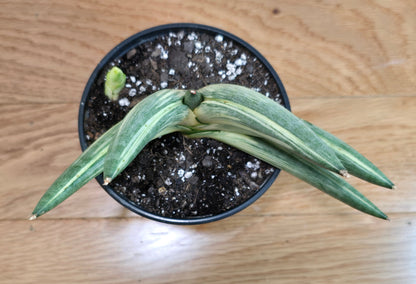 RARE Sansevieria Boncel Variegated Curved Inward | Live Plant in 4" Pot with Pup