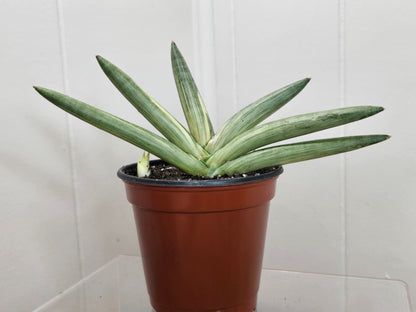 RARE Sansevieria Boncel Variegated | Live Plant in 4" Pot with TWO Pups!