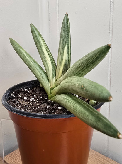 RARE Sansevieria Boncel Variegated | Live Plant in 4" Pot with TWO Pups!