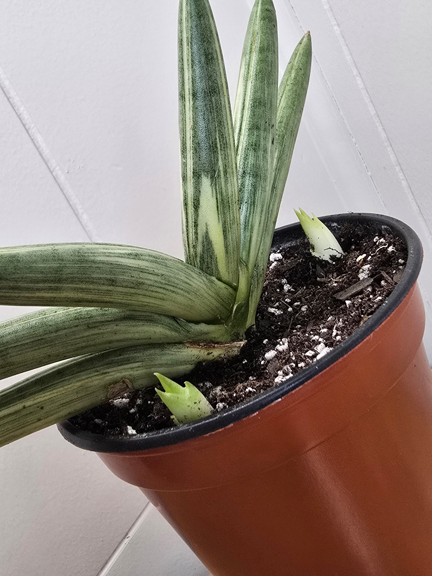 RARE Sansevieria Boncel Variegated | Live Plant in 4" Pot with TWO Pups!