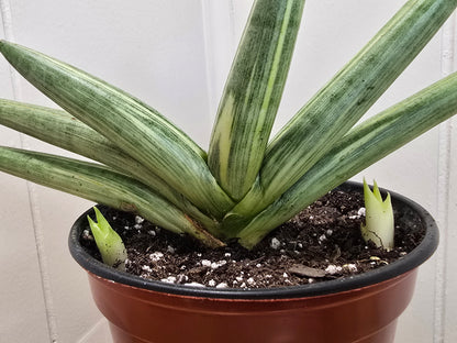 RARE Sansevieria Boncel Variegated | Live Plant in 4" Pot with TWO Pups!
