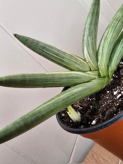 RARE Sansevieria Boncel Variegated | Live Plant in 4" Pot with TWO Pups!