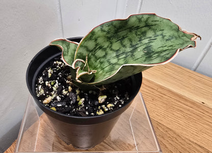 Sansevieria ‘Silver Blue Kirkii – RARE Snake Plant, Fully Rooted in 3.5" Pot
