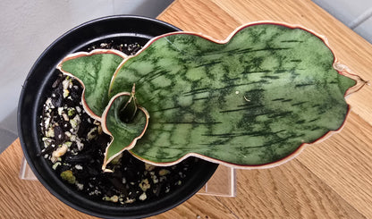 Sansevieria ‘Silver Blue Kirkii – RARE Snake Plant, Fully Rooted in 3.5" Pot