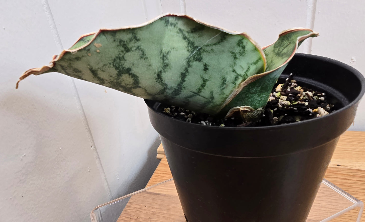 Sansevieria ‘Silver Blue Kirkii – RARE Snake Plant, Fully Rooted in 3.5" Pot