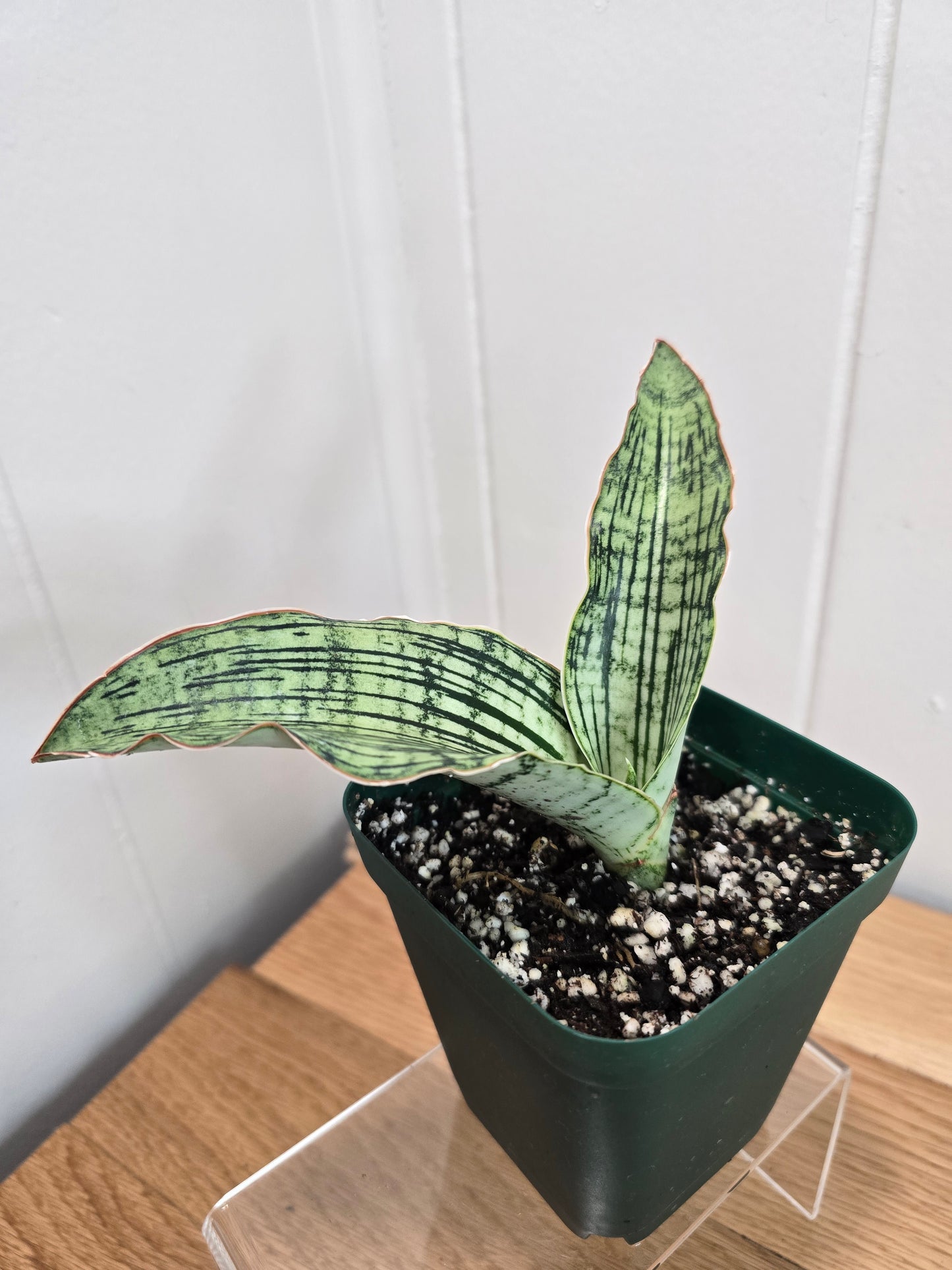 Sansevieria Cleopatra RARE Snake Plant Two Leafs | 5" & 4.5" Leafs in 4" Pot