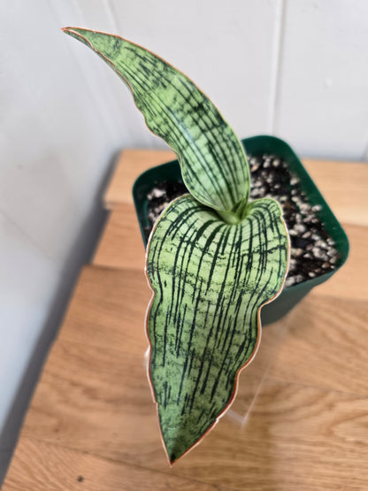Sansevieria Cleopatra RARE Snake Plant Two Leafs | 5" & 4.5" Leafs in 4" Pot