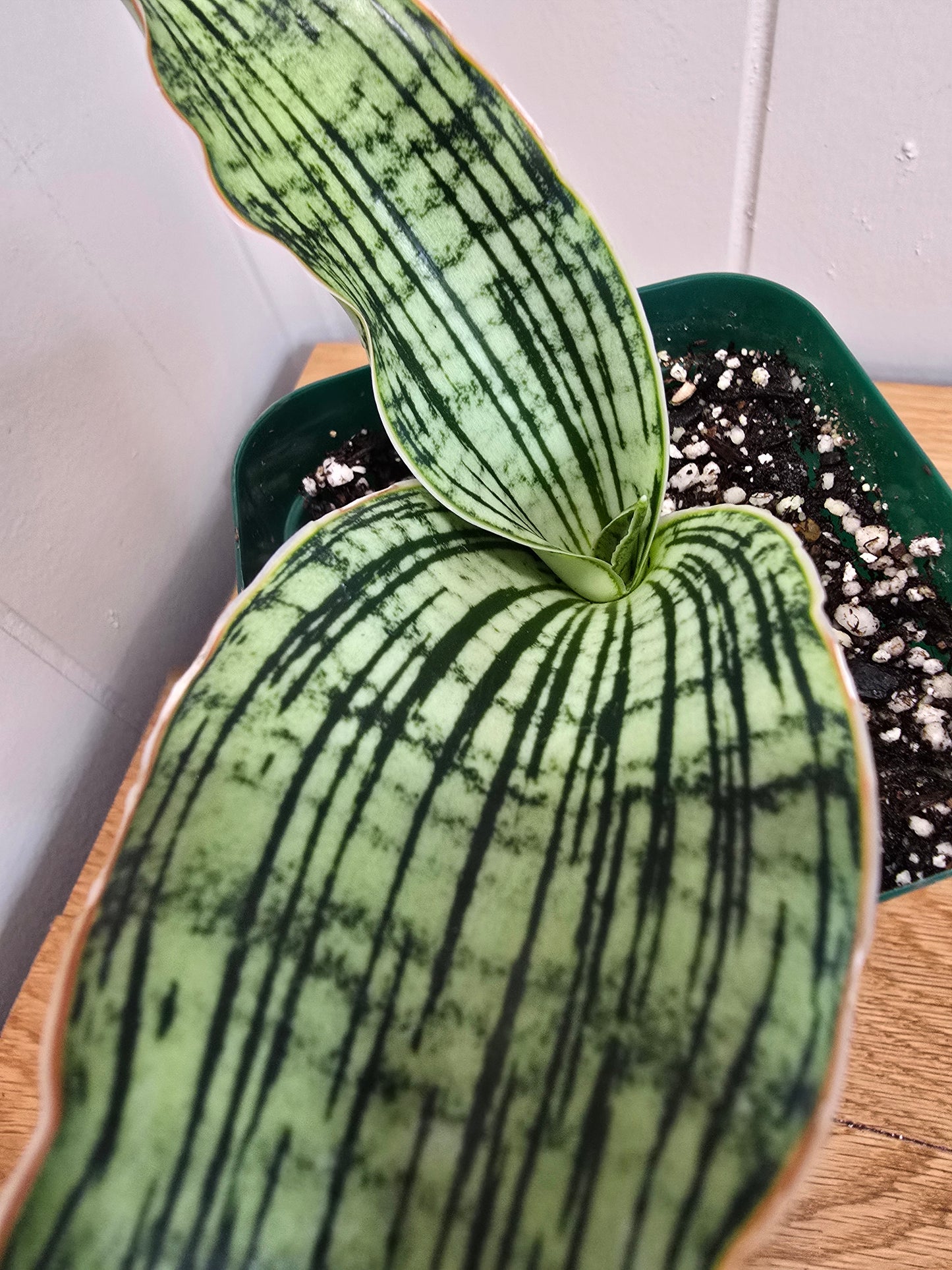 Sansevieria Cleopatra RARE Snake Plant Two Leafs | 5" & 4.5" Leafs in 4" Pot