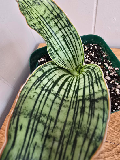 Sansevieria Cleopatra RARE Snake Plant Two Leafs | 5" & 4.5" Leafs in 4" Pot