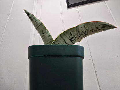 Sansevieria Cleopatra RARE Snake Plant Two Leafs | 5" & 4.5" Leafs in 4" Pot