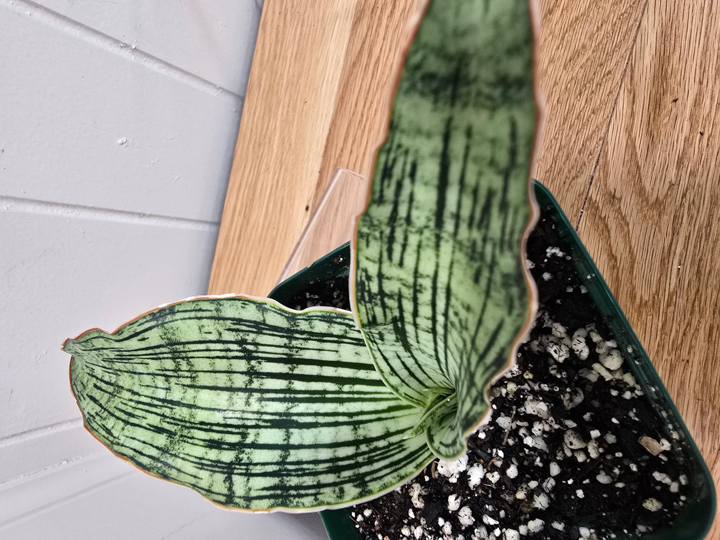 Sansevieria Cleopatra RARE Snake Plant Two Leafs | 5" & 4.5" Leafs in 4" Pot