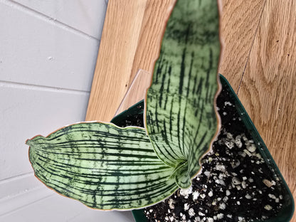 Sansevieria Cleopatra RARE Snake Plant Two Leafs | 5" & 4.5" Leafs in 4" Pot