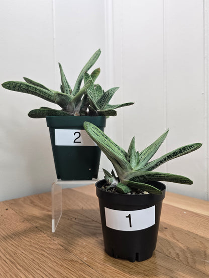 Lil Warty Gasteria House Plant | Live Plant In Pot | Two Options