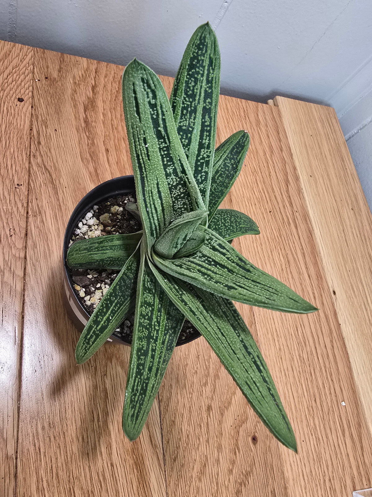 Lil Warty Gasteria House Plant | Live Plant In Pot | Two Options