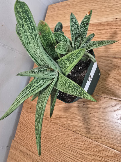 Lil Warty Gasteria House Plant | Live Plant In Pot | Two Options
