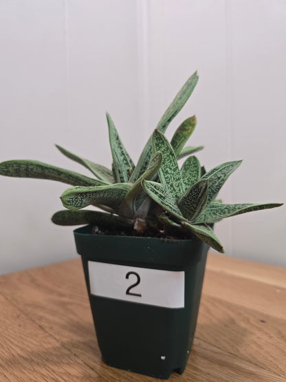 Lil Warty Gasteria House Plant | Live Plant In Pot | Two Options
