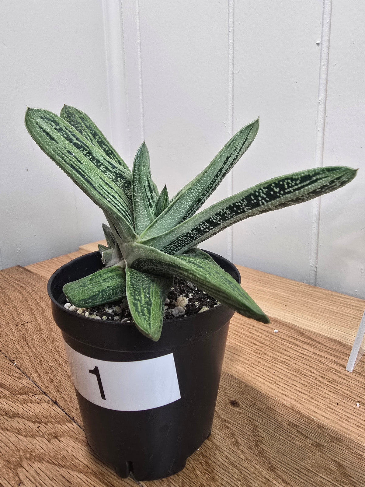 Lil Warty Gasteria House Plant | Live Plant In Pot | Two Options