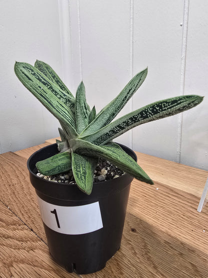 Lil Warty Gasteria House Plant | Live Plant In Pot | Two Options