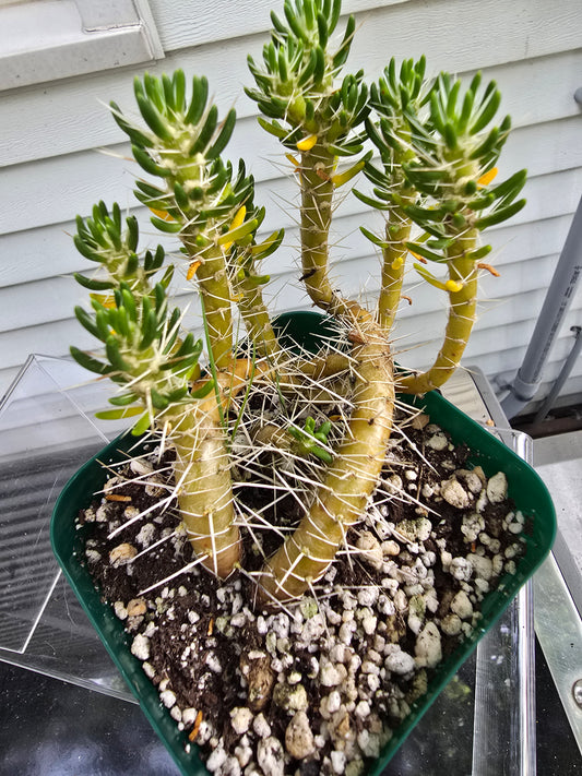 Maihueniopsis Poeppigii RARE Cactus Plant in 4" Pot
