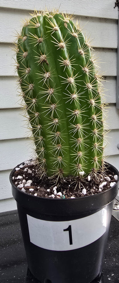 Grandiflora Trichosereus Sun Goddess Cactus Fully Rooted | Five Options