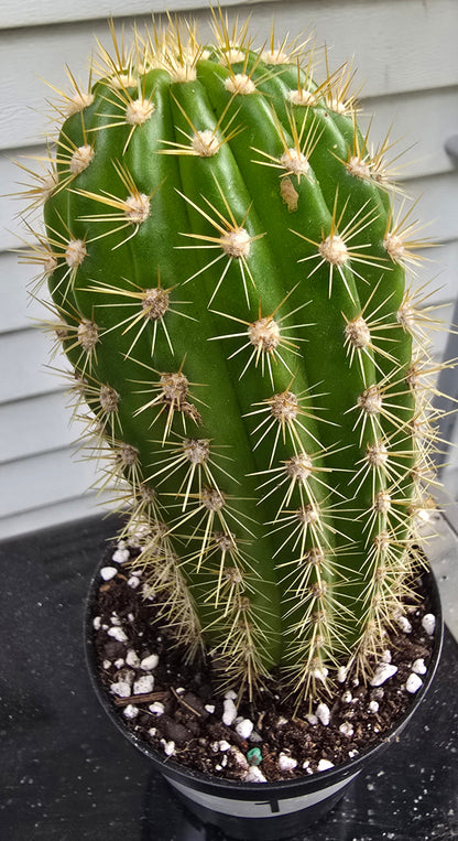 Grandiflora Trichosereus Sun Goddess Cactus Fully Rooted | Five Options