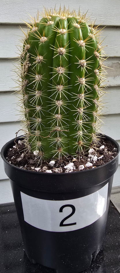 Grandiflora Trichosereus Sun Goddess Cactus Fully Rooted | Five Options