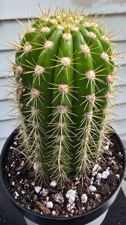 Grandiflora Trichosereus Sun Goddess Cactus Fully Rooted | Five Options
