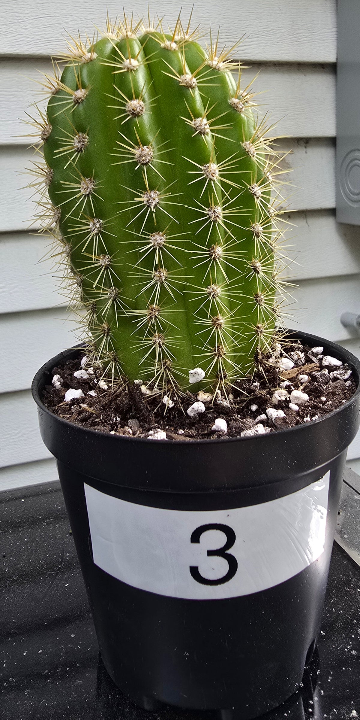 Grandiflora Trichosereus Sun Goddess Cactus Fully Rooted | Five Options
